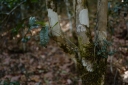 传老｜云南普洱茶生茶